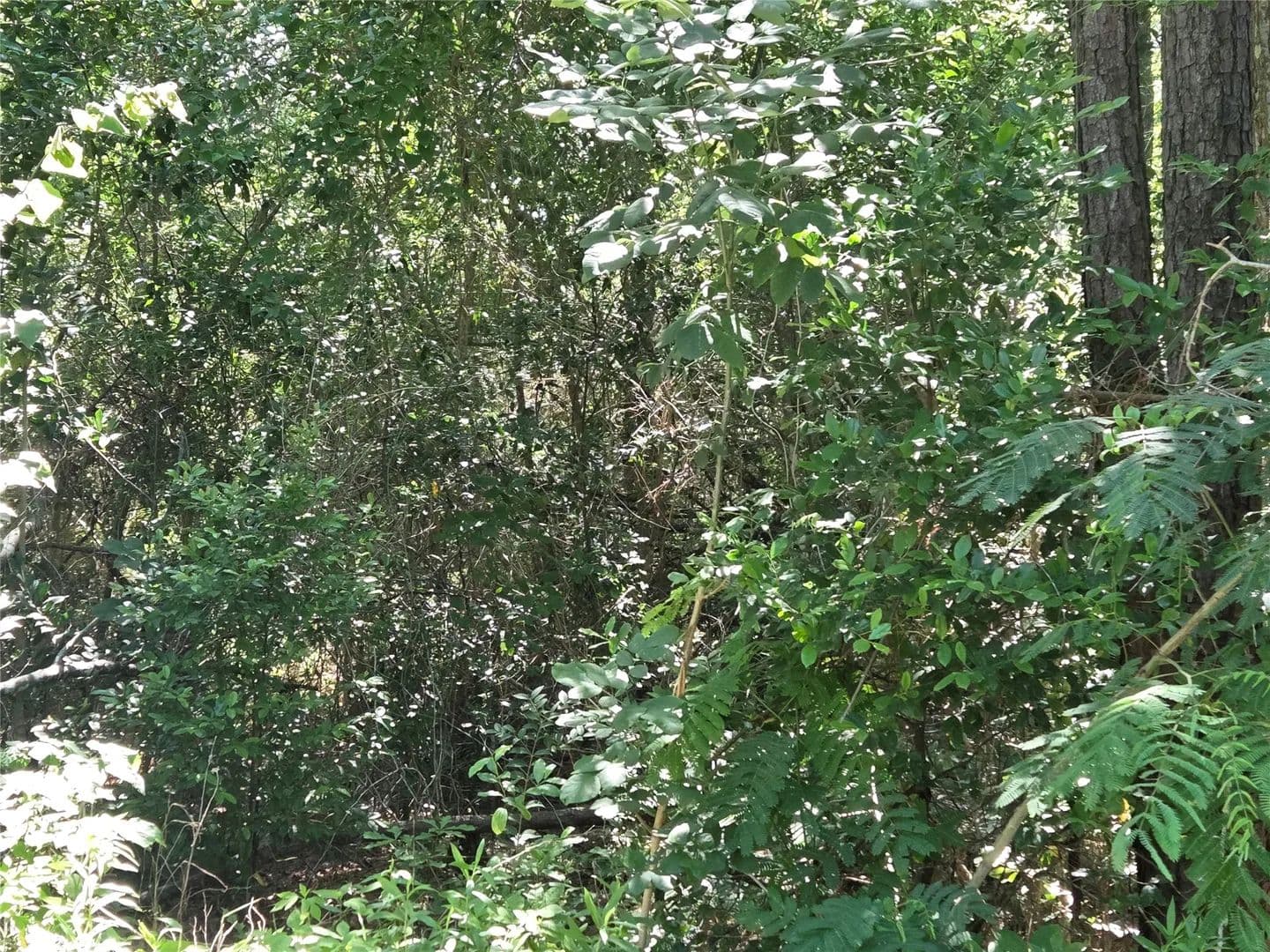 Property from 0 Stacy Jobe Road - KW - Livingston, Texas, 77351
