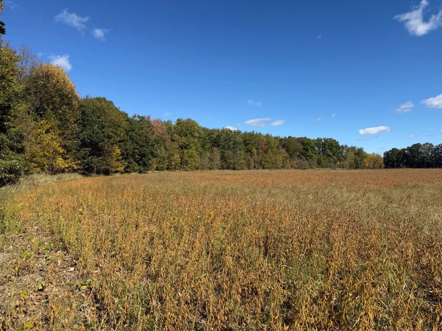 Capac Road – 60 Acre Farm - land for sale