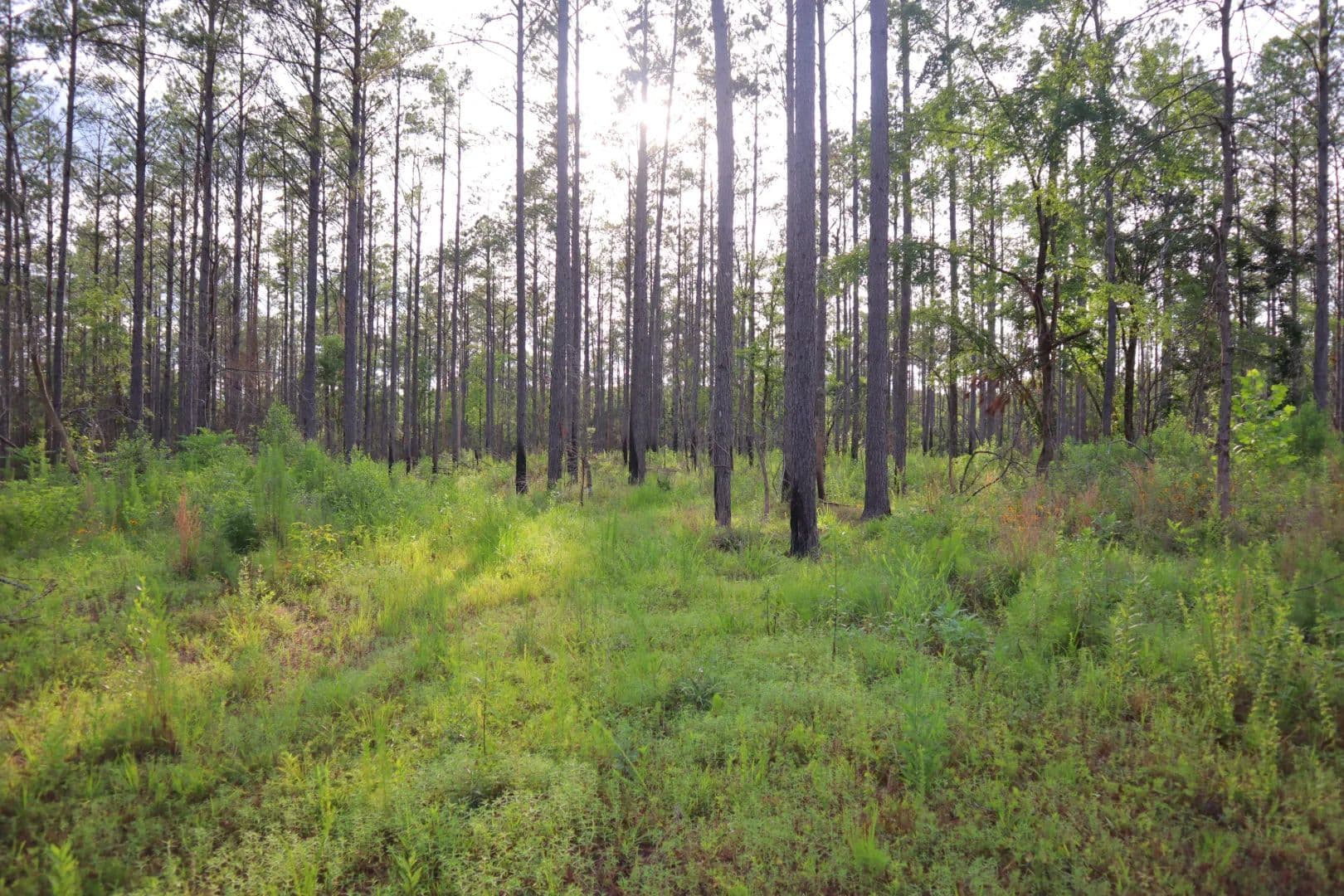 156 Acres in Calhoun County, MS - Bruce, Mississippi, 38915