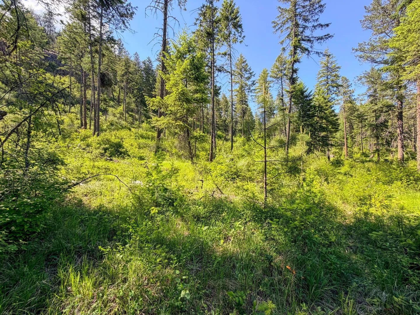 Vacant Land (10+ Acres) in Addy - Addy, Washington, 99101