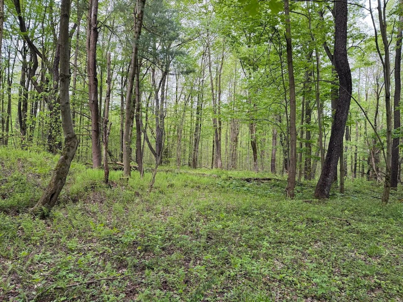 6.5 acres Recreational Property in South Dayton NY Kellogg Hill Rd Lot 2 - South Dayton, New York, 14138