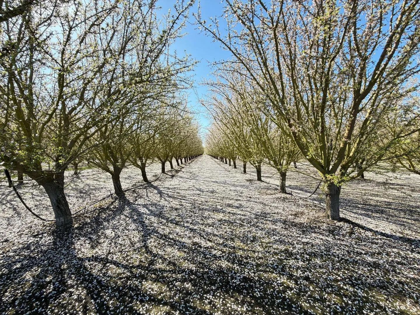 Property from 7520 W Howard Road - KW - Stockton, California, 95206