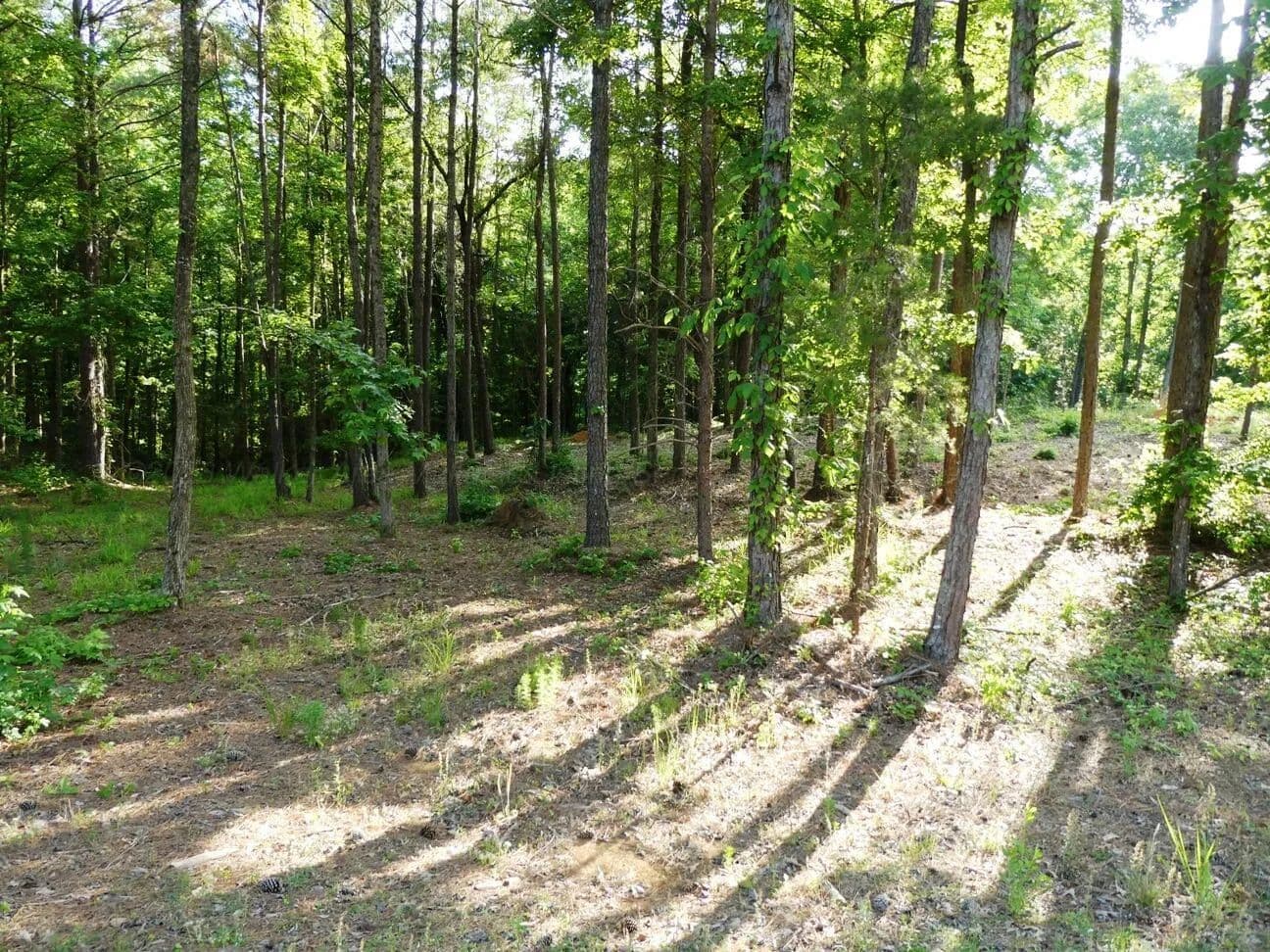 Property from LOT 75 HARBOR LIGHTS TRAIL - KW - Jasper, Alabama, 35504