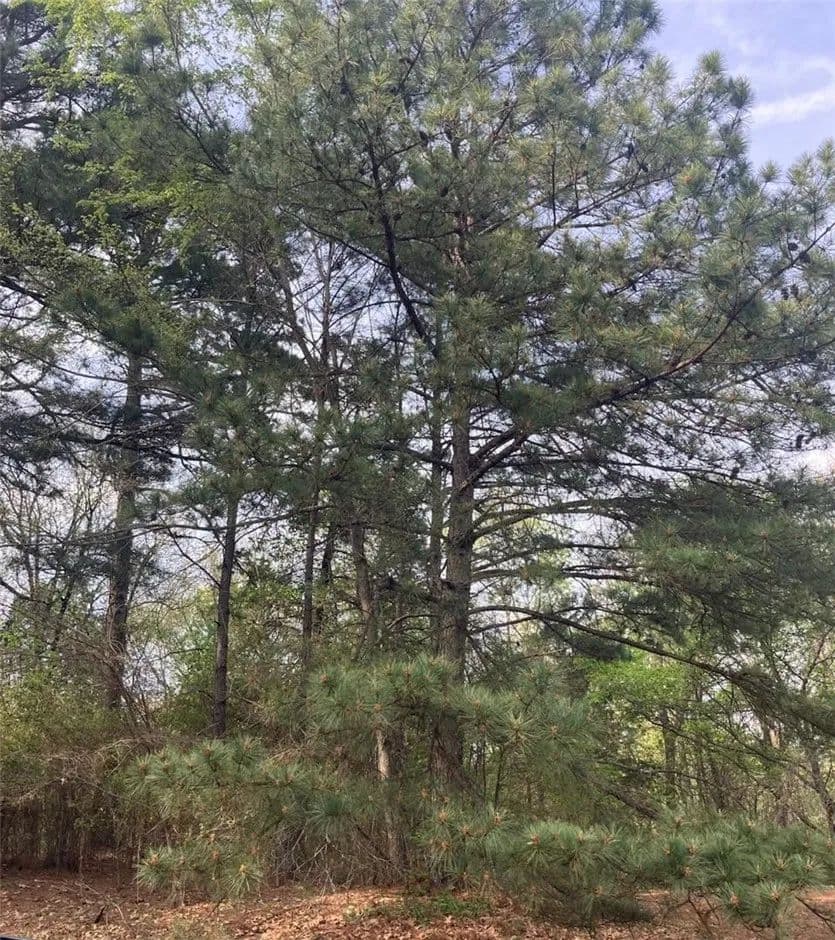 1.07 Acres of Land for Sale in London, Arkansas - London, Arkansas, 72847