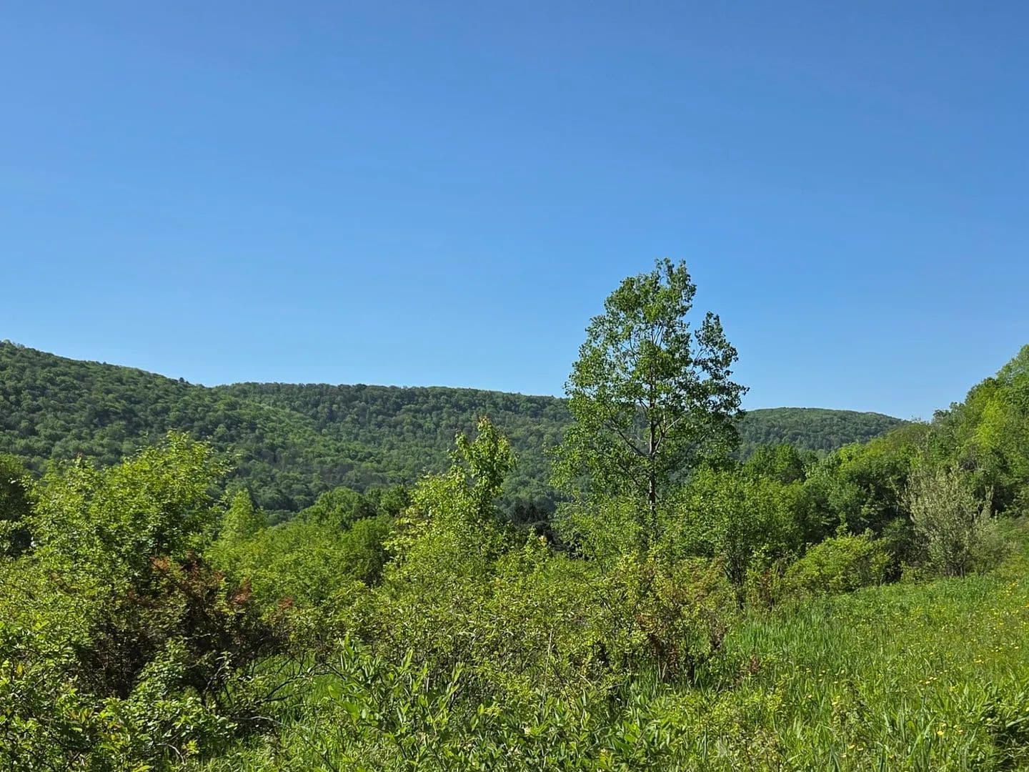 The Ridge at 446 - Cuba, New York, 14727