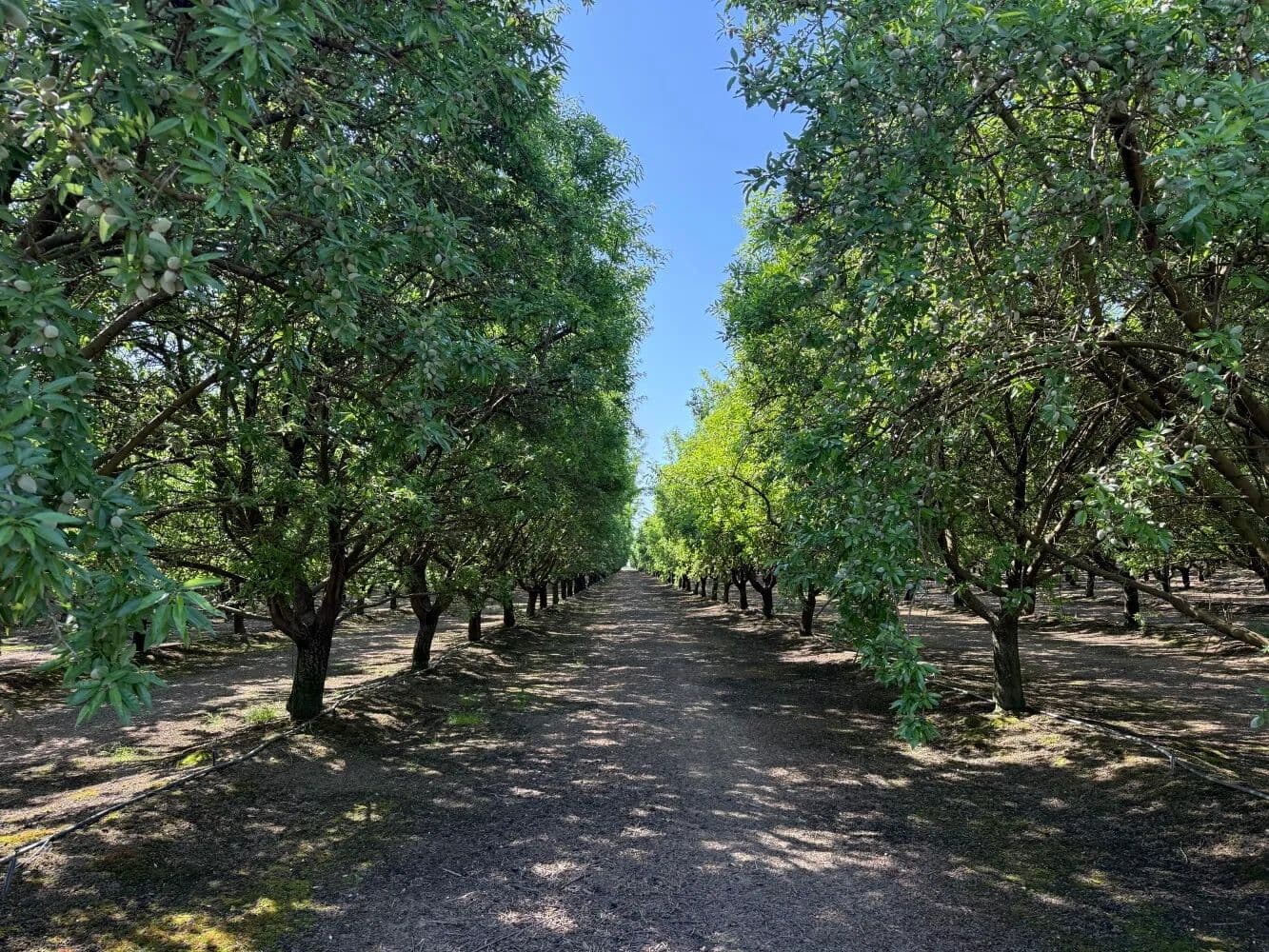 Porterville Almond Ranch – 3,000 lb Orchard with Two Water Sources - Porterville, California, 93257