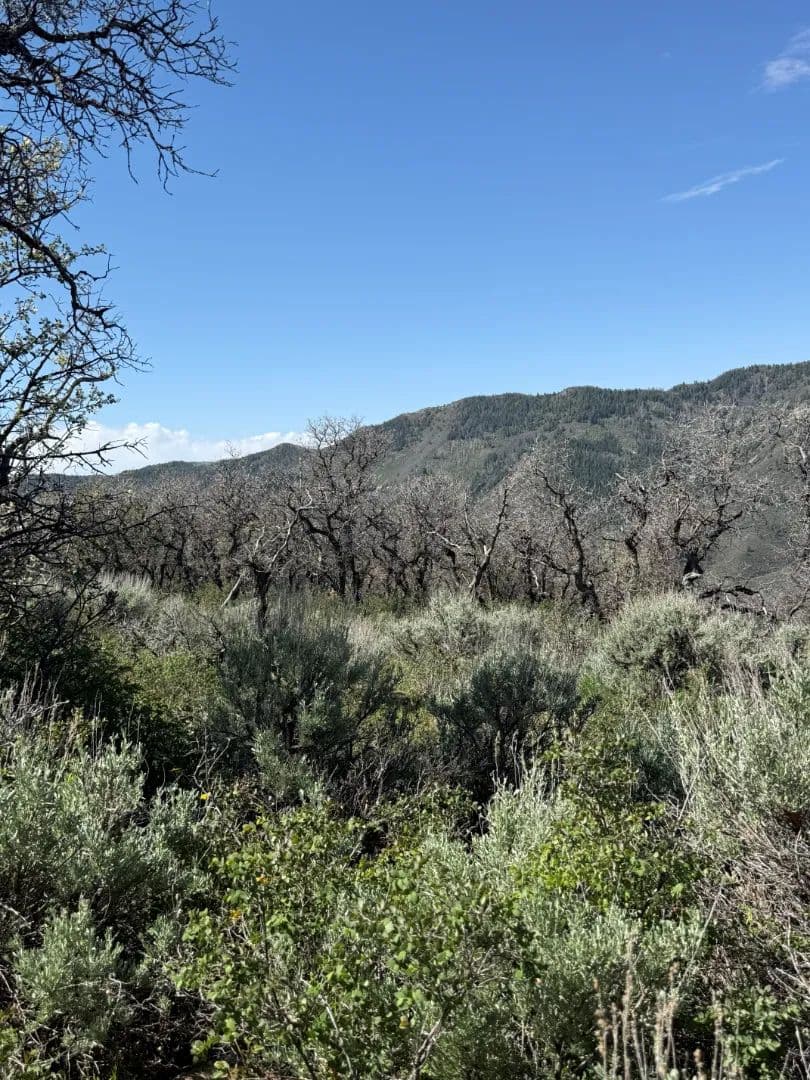 35+ Acres- Available to Purchase with Neighboring Parcel 6 - Rifle, Colorado, 81650