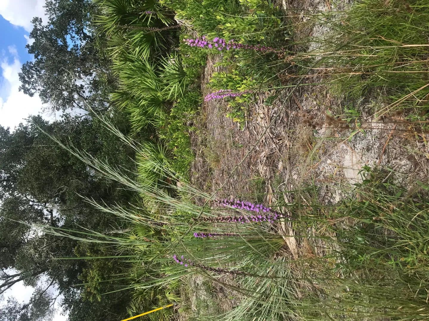 Vacant Land (0-10 Acres) in Satsuma - land for sale