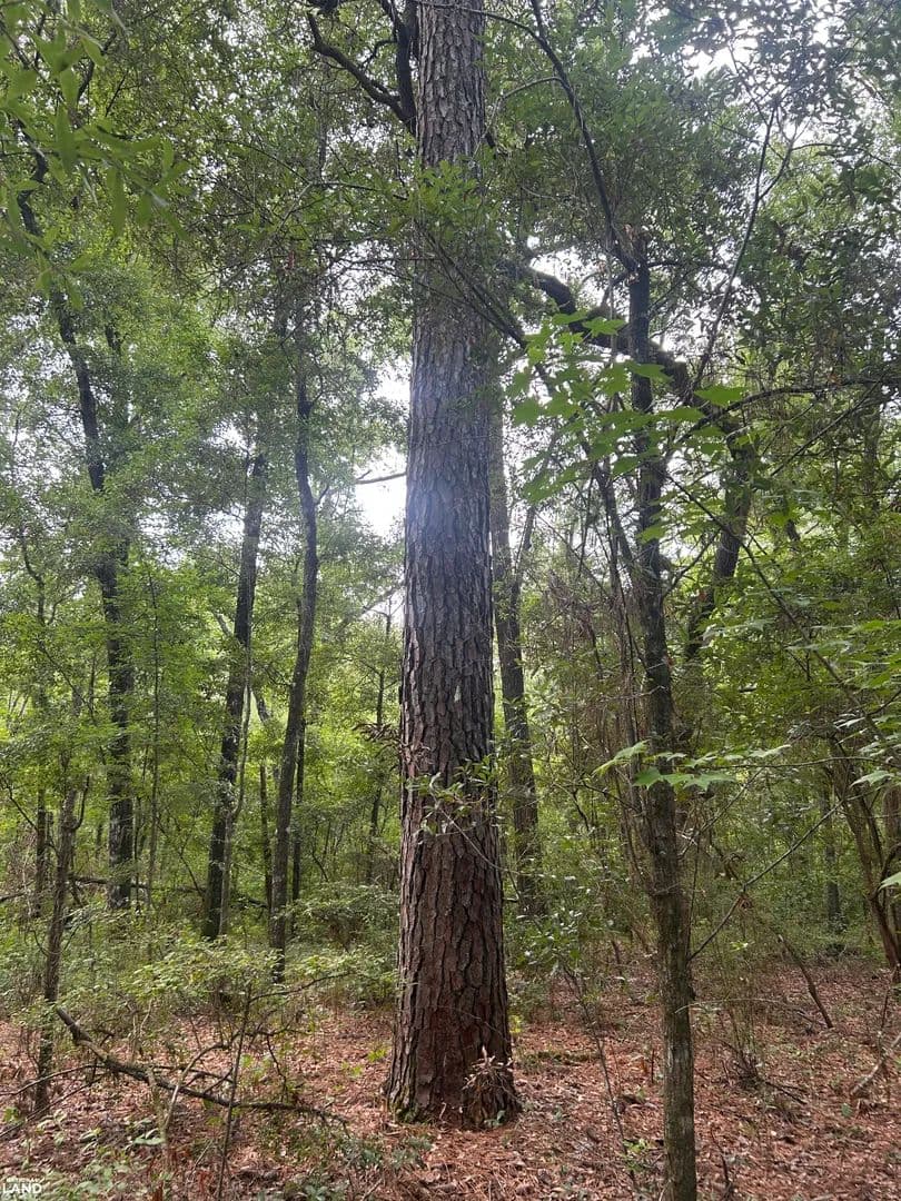 5 Acre Homesite on Boat Landing Rd - Edisto River - Ridgeville, South Carolina, 29472