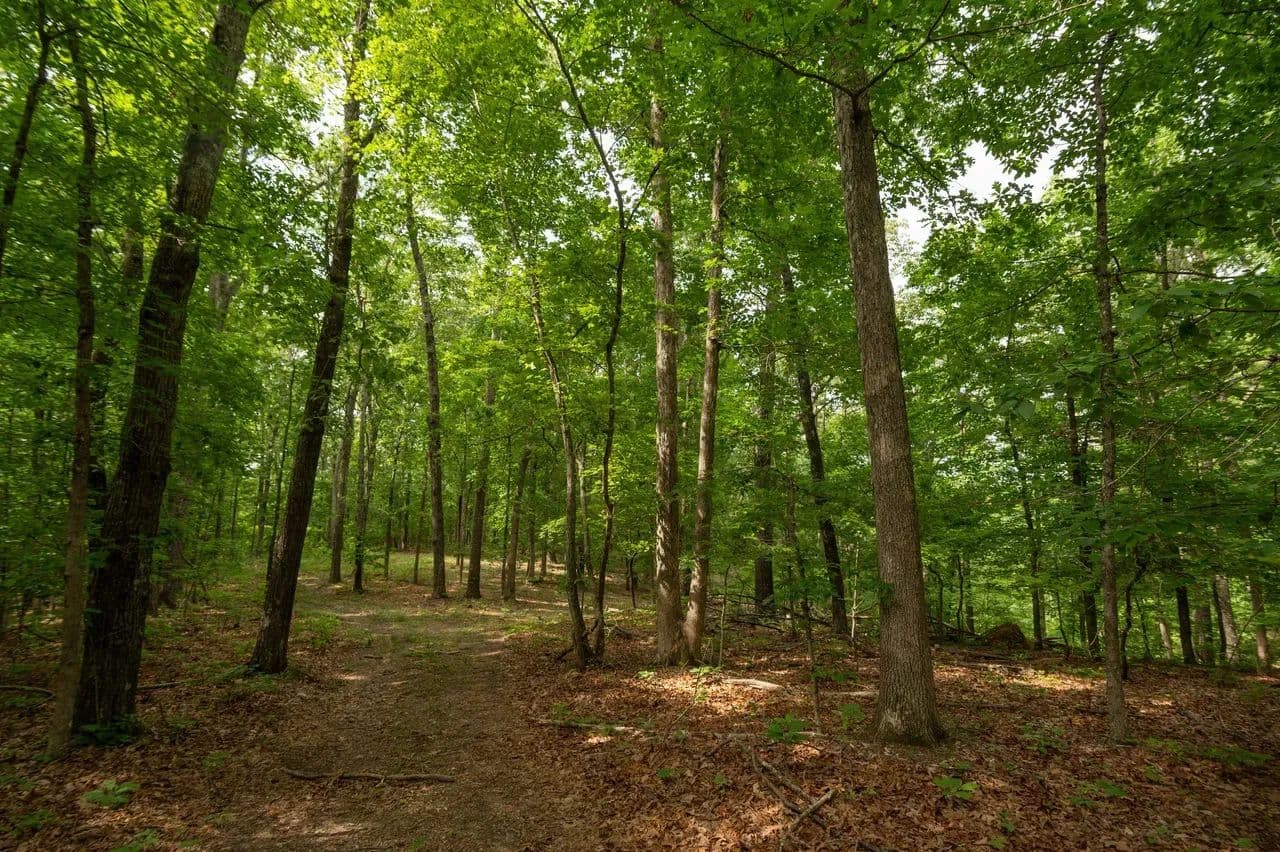 40+/- Private Acres with Prime Hunting Opportunities in Wayne Co. - Piedmont, Missouri, 63957