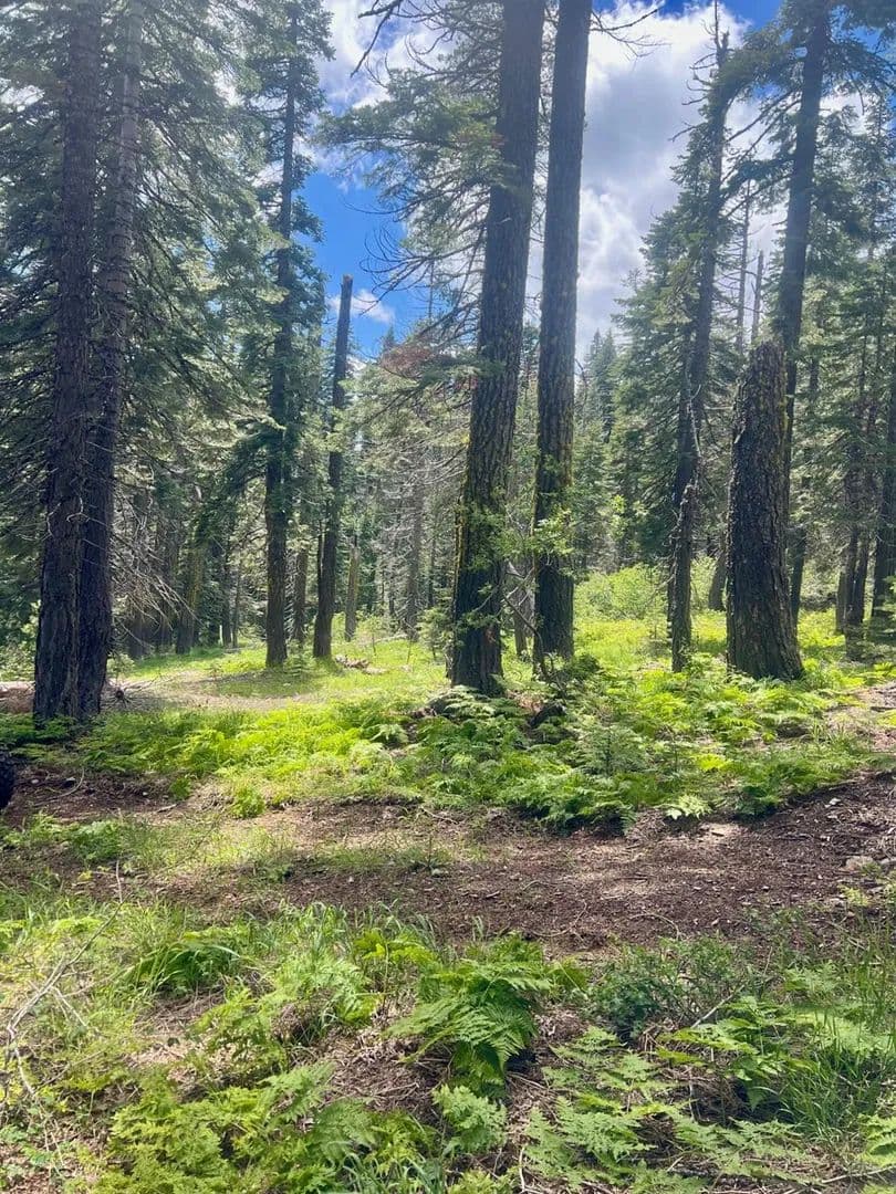 Property from 1116 Highlands Rd - KW - Quincy, California, 95971