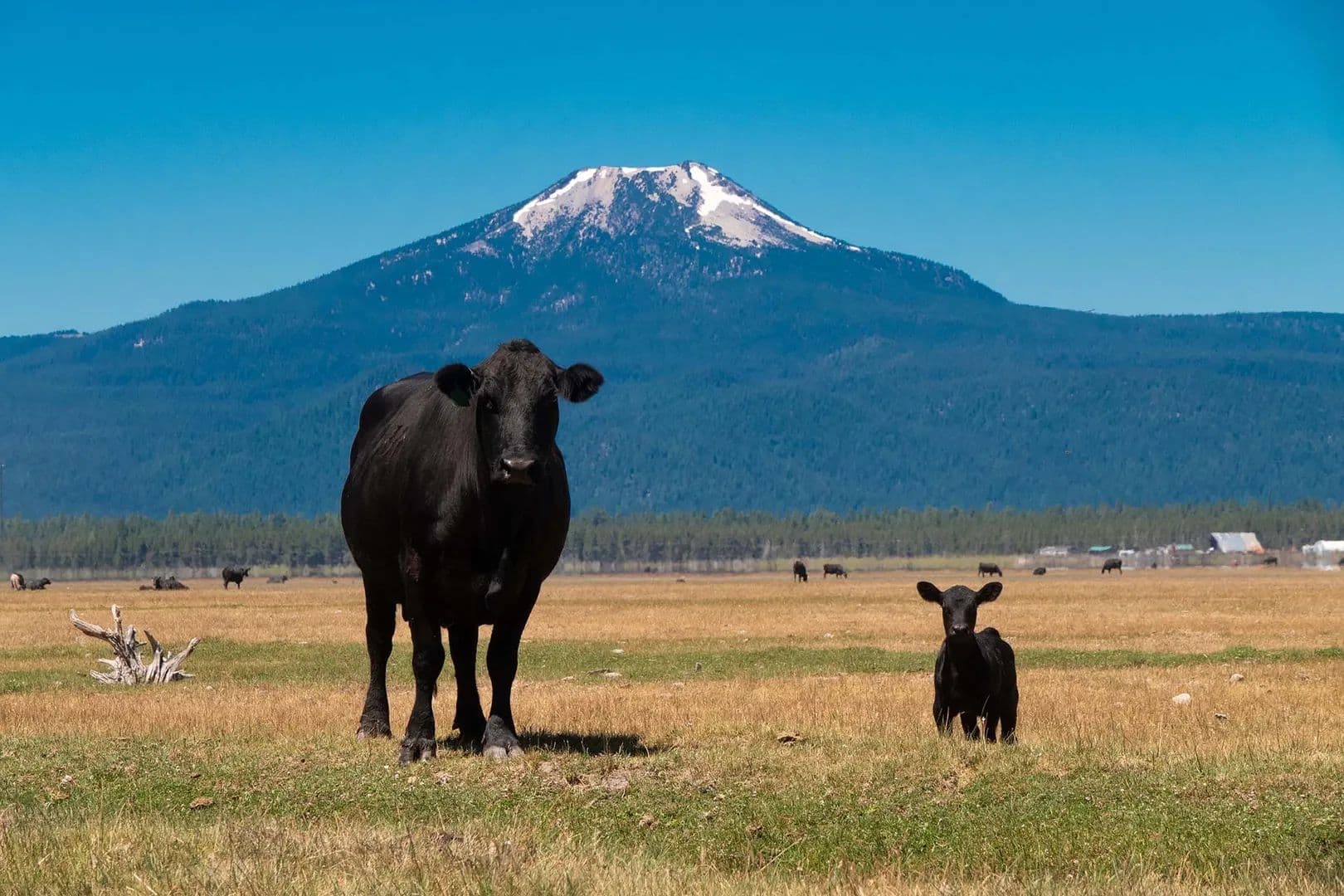 Bar Y Ranch & Pivots - Chiloquin, Oregon, 97624
