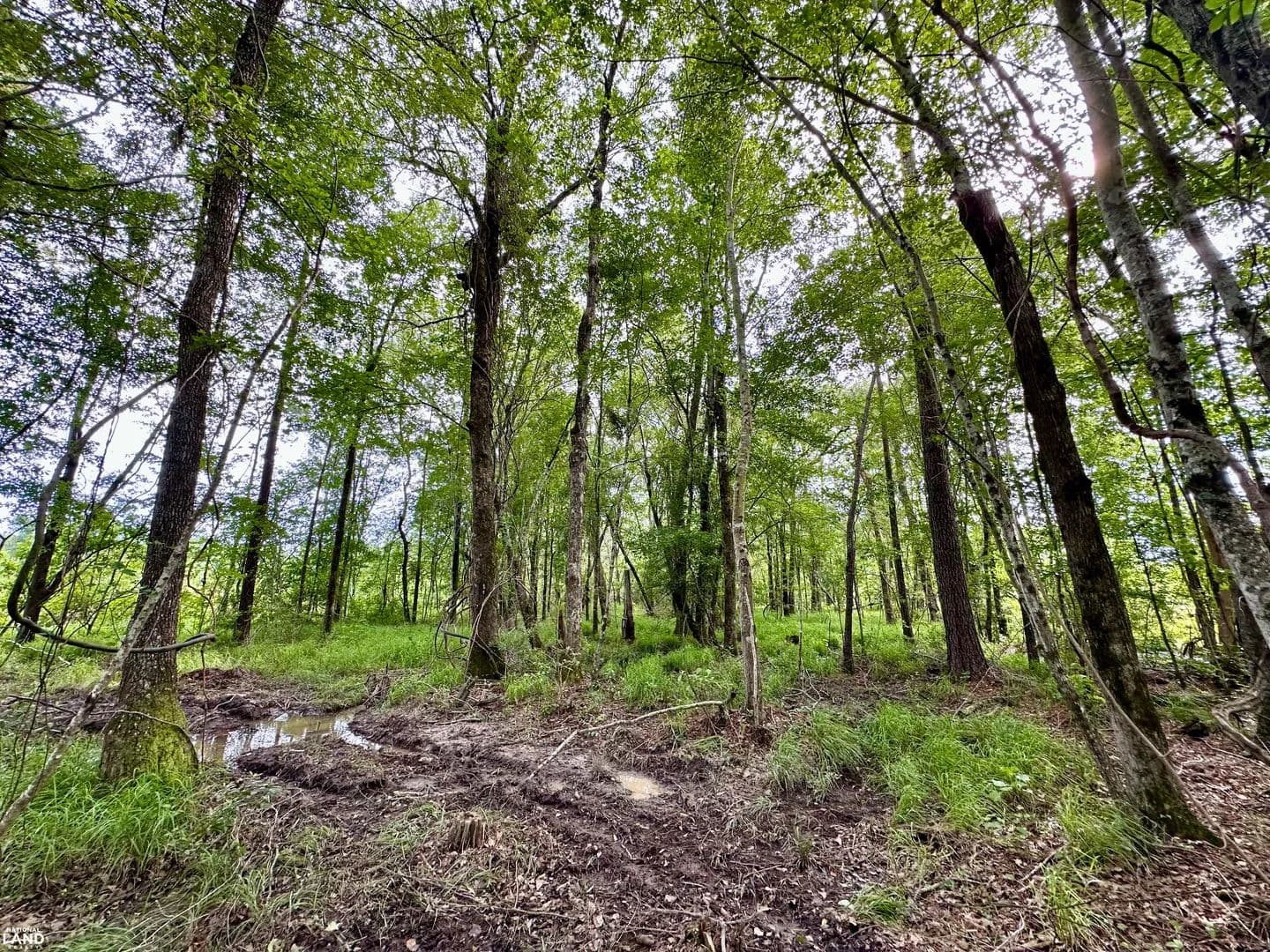 Big Shot Deer Camp - Cadwell, Georgia, 31009