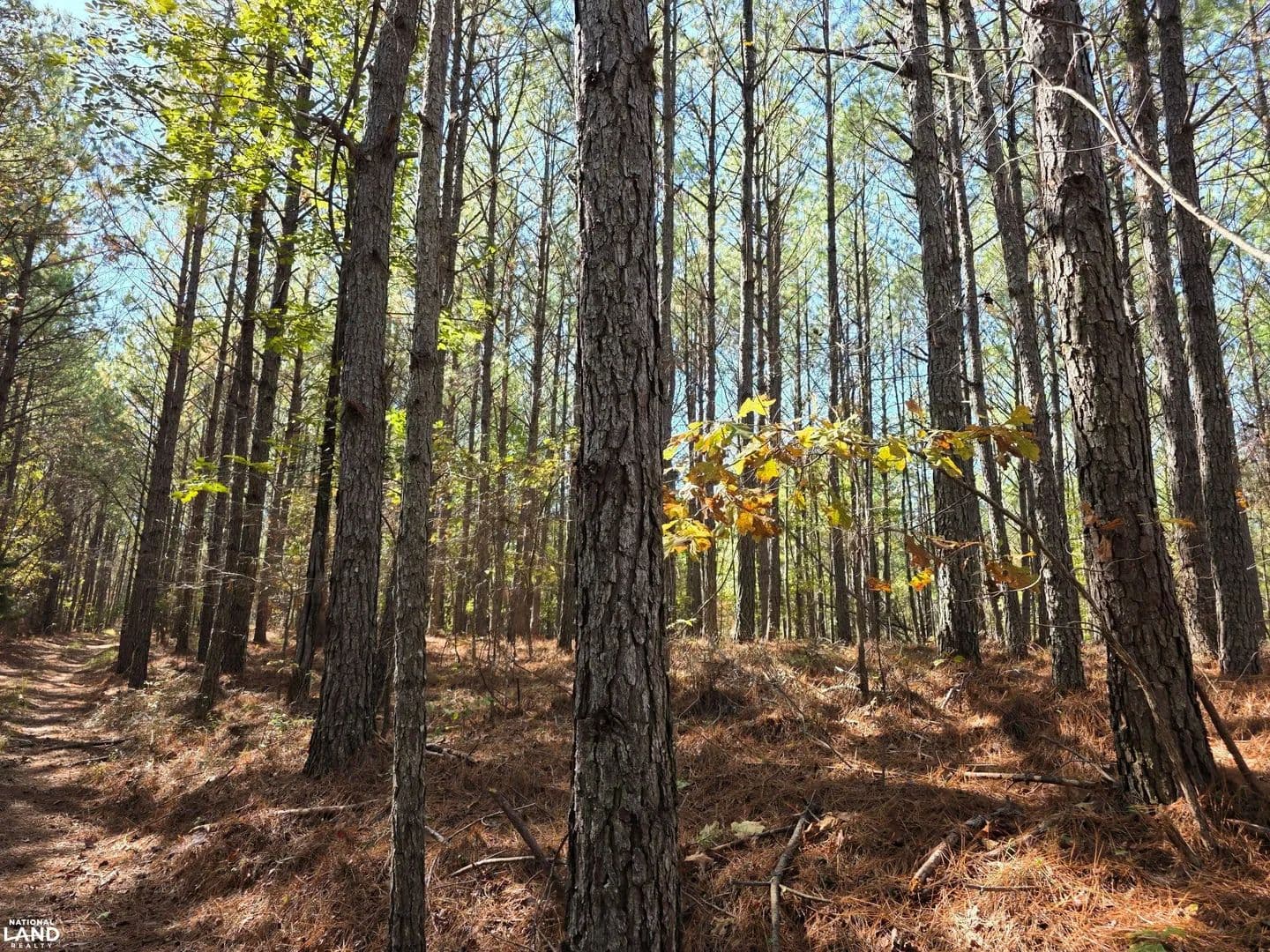 70 Acre Marion County Buttahatchee Recreational - Hamilton, Alabama, 35013