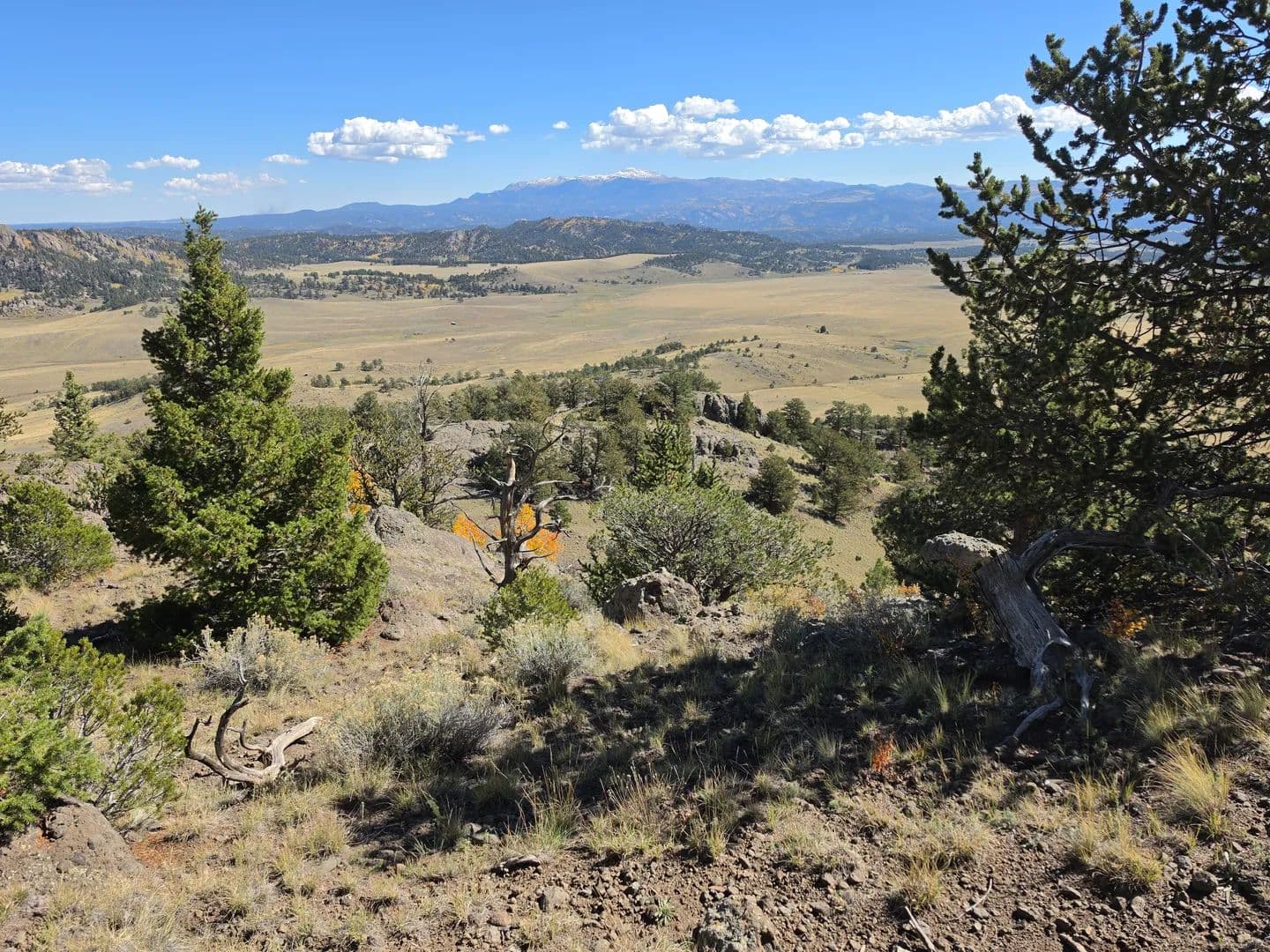 Guffey 40 Acre Retreat - land for sale