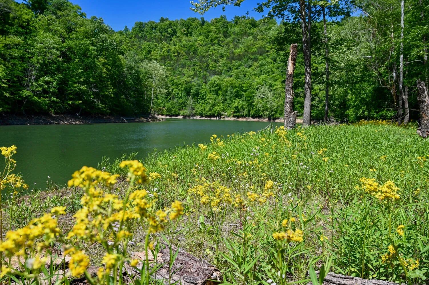 Powell River Retreats | Riverfront, Residential & Investment Properties – Lots 156, 157, 158, & 159 - Speedwell, Tennessee, 37870