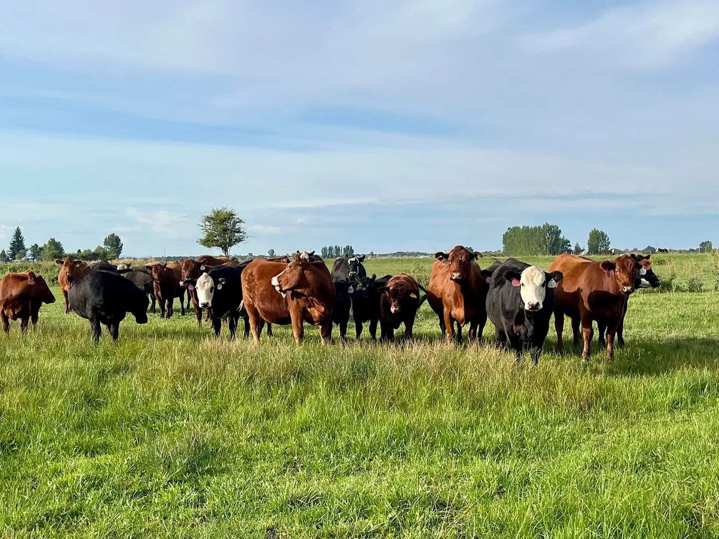 Little Texas Slough - land for sale
