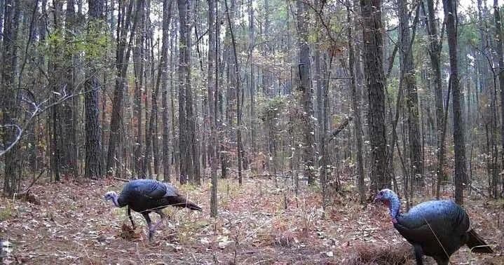 Vacant Land in Benton