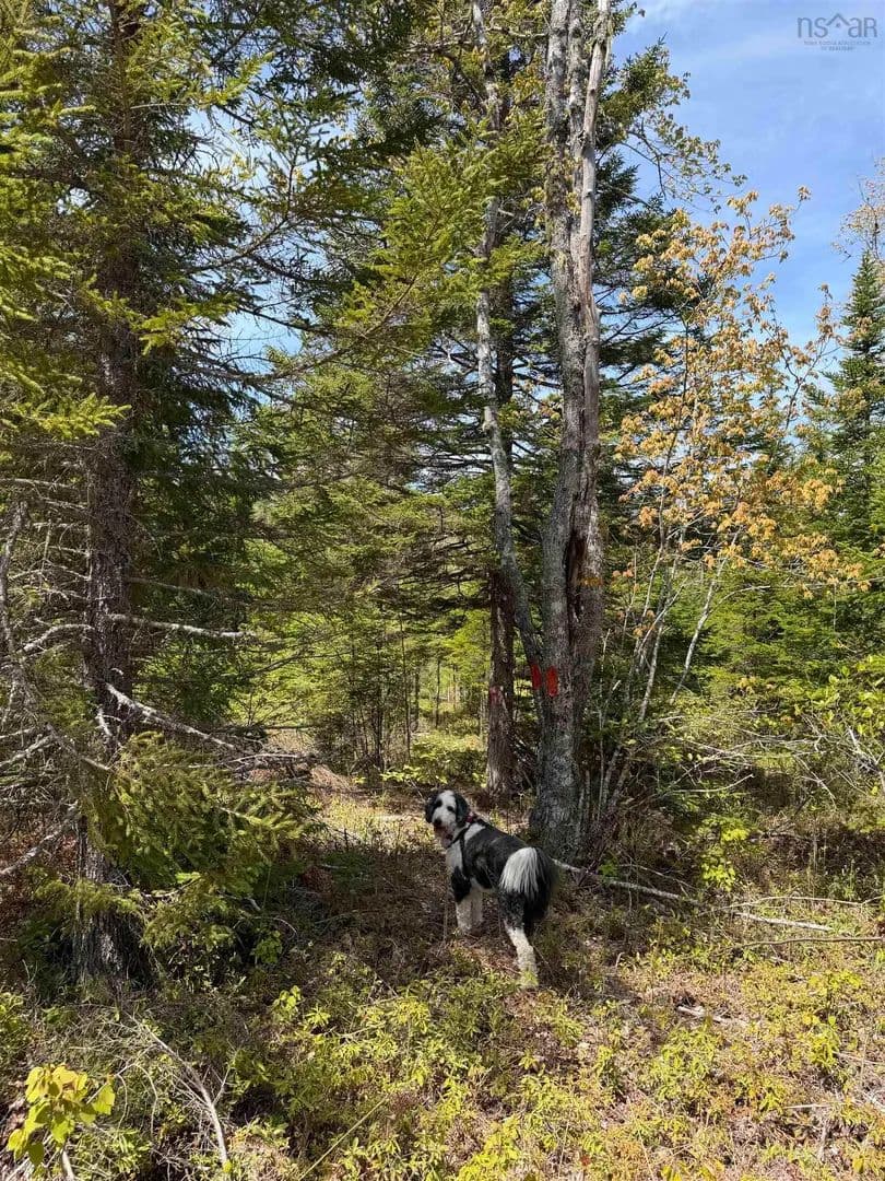 Property from Palmer Road #Lot CL2 - KW - Canada