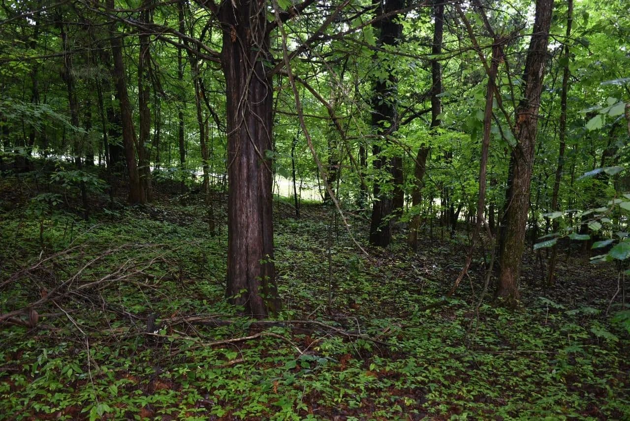 Blue Bird Road - land for sale
