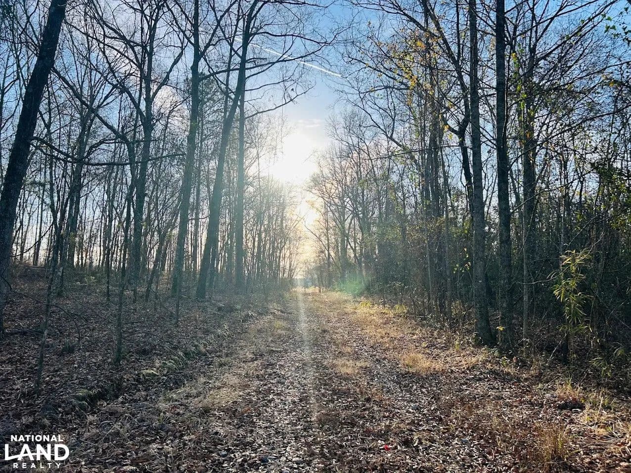 Creekside Longleaf Hunting Property - Butler, Georgia, 31006