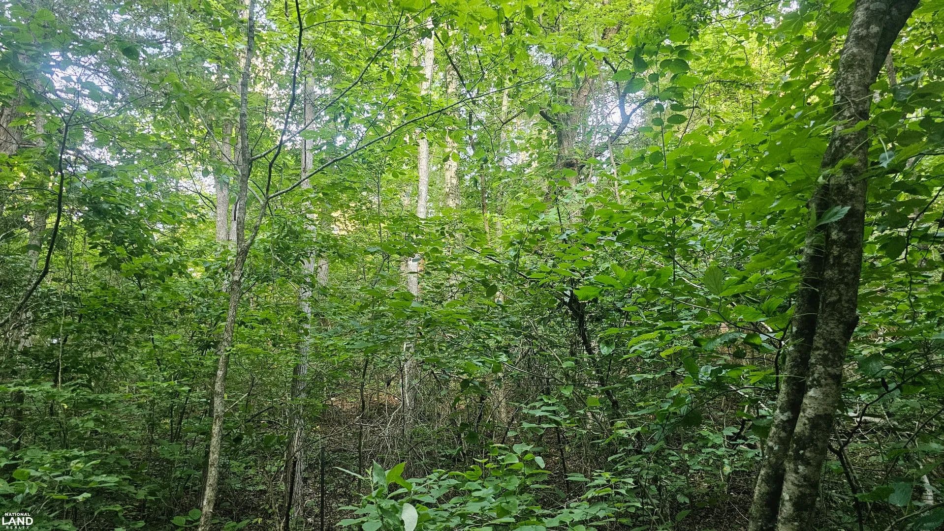 32 Acres Near the Buffalo National River - Saint Joe, Arkansas, 72675