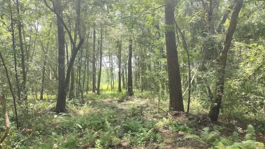 0.86 Acres of Land for Sale in Monticello, Florida - Monticello, Florida, 32344