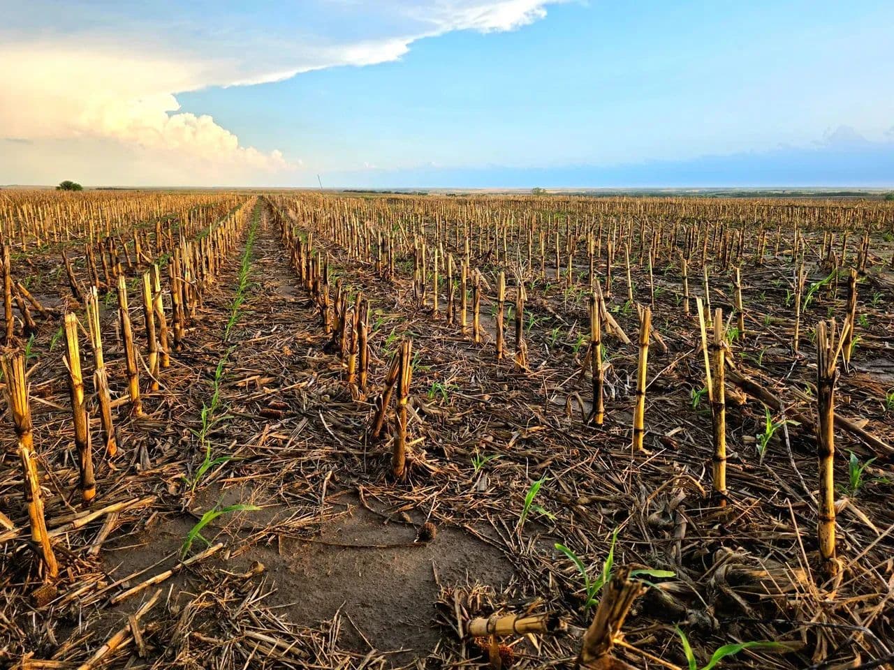 Quality Cropland with Cash Lease Agreement & Mostly Class 2 Soils - Alton, Kansas, 67623