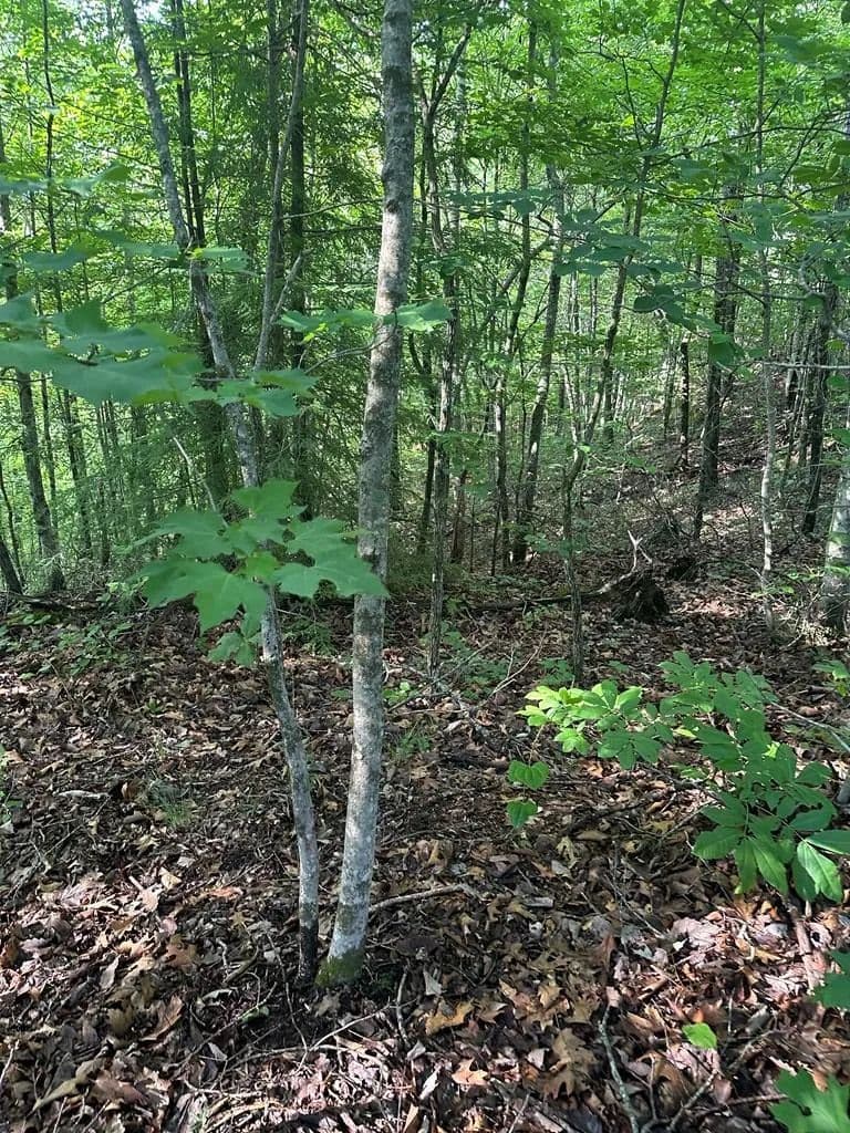 Property from Lot 2 Buckeye Lane - KW - Wilder, Tennessee, 38589