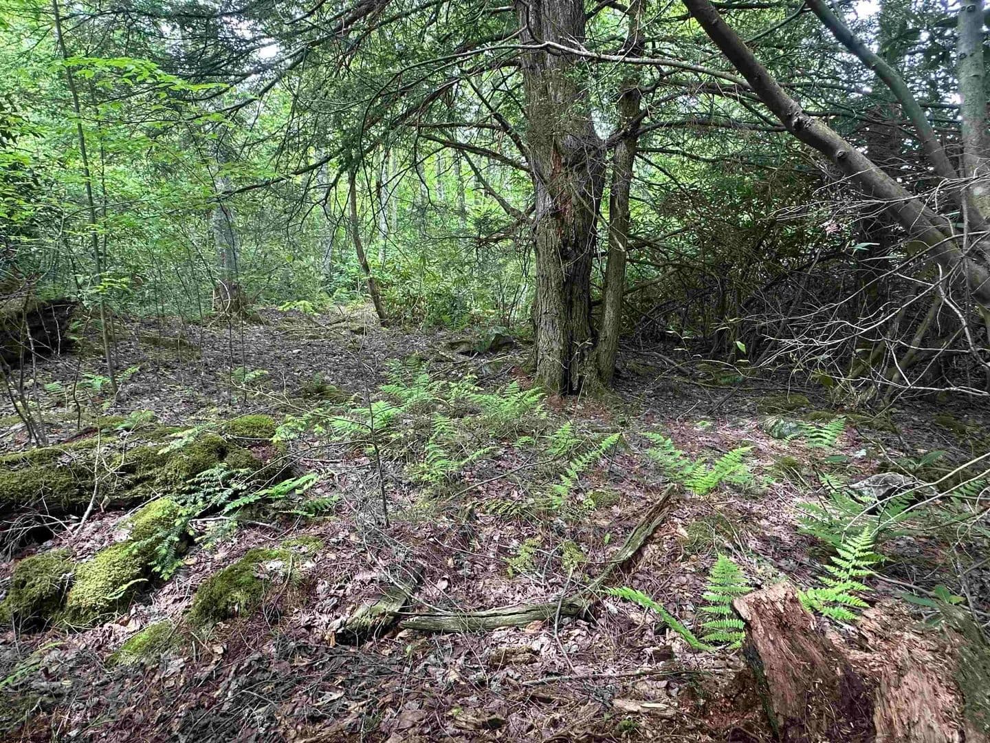 0.51 Acres of Land for Sale in Davis, West Virginia - Davis, West Virginia, 26260