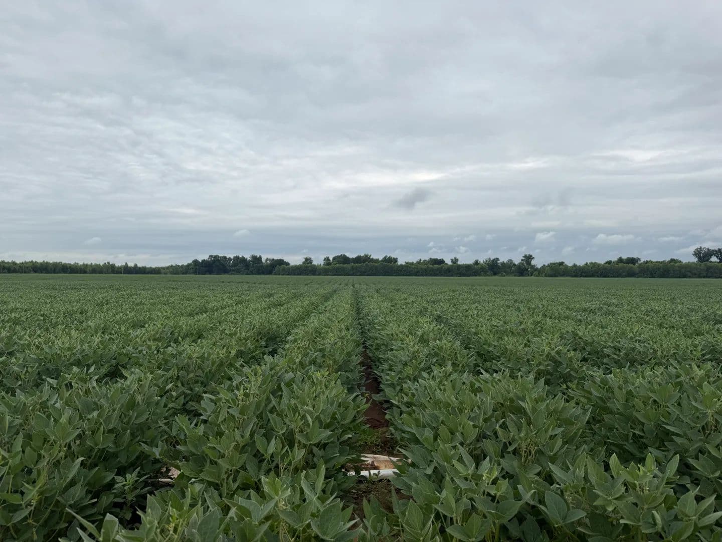 510 Acres in Jefferson County, AR - Altheimer, Arkansas, 72004