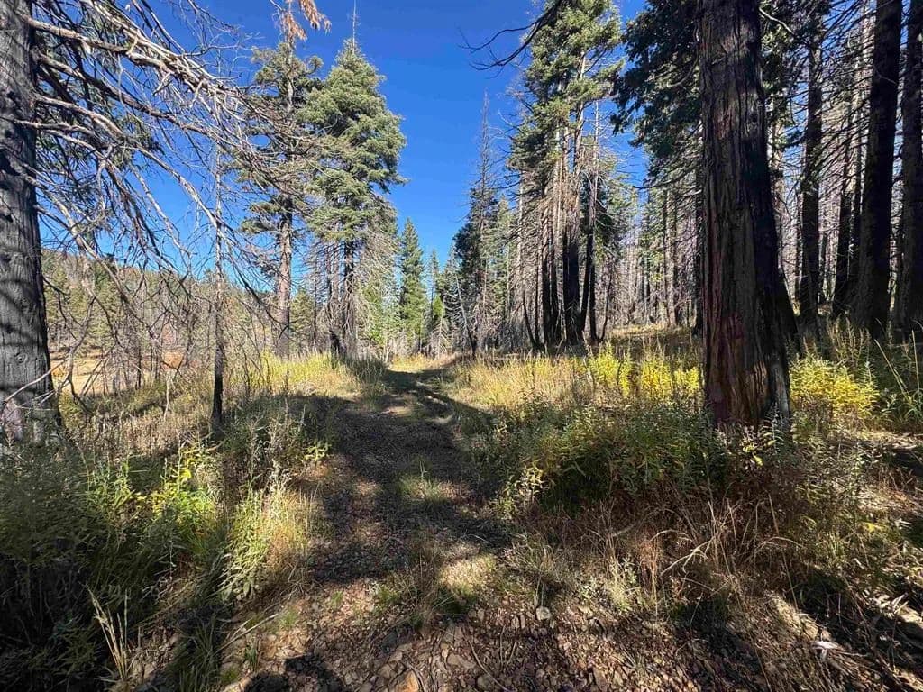 Vacant Land in Taylorsville - Taylorsville, California, 95983
