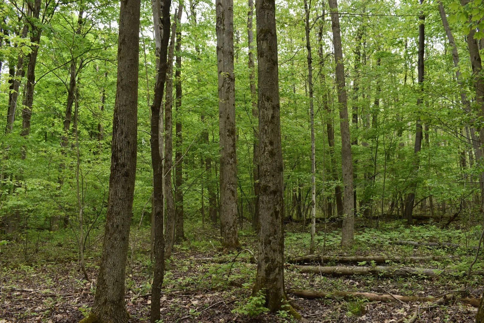 Twenty-Eighth Creek - Gerry, New York, 14740