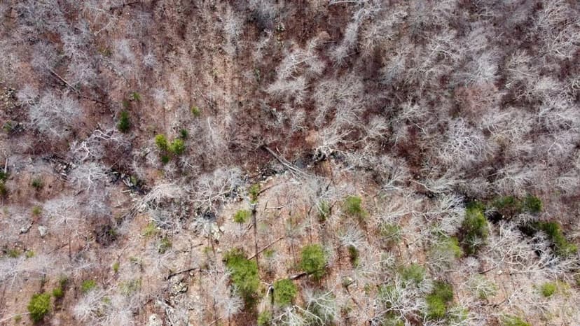 County Line Bucks Beards Bears