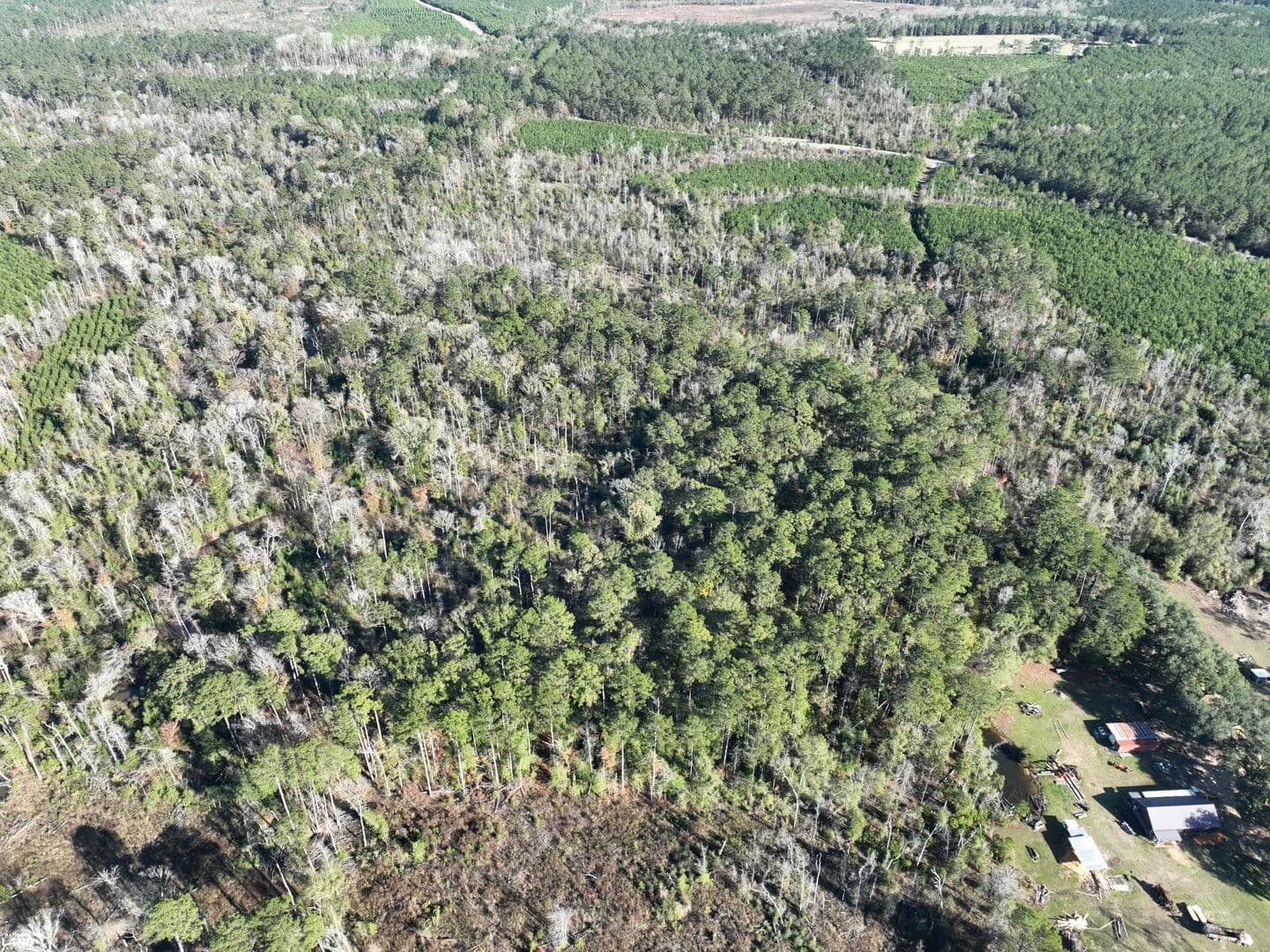 Timber Investment - Hunting Tract - Hineston, Louisiana, 71438