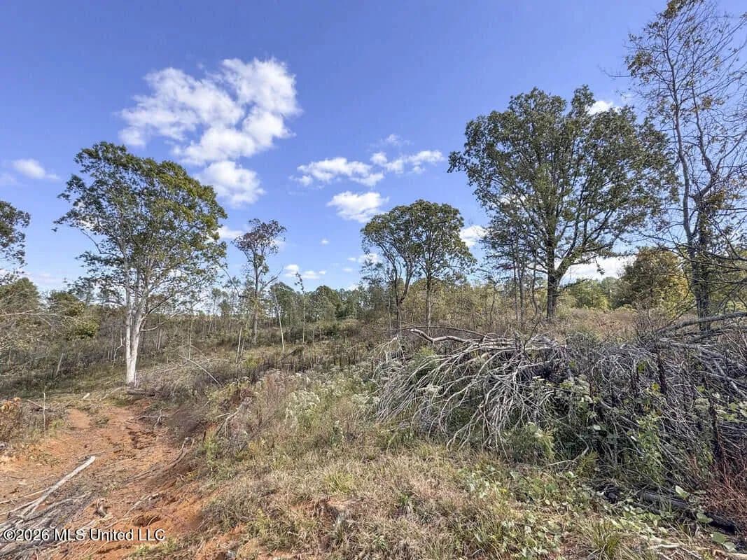 37.2 Acres of Land for Sale in Tillatoba, MS - Tillatoba, Mississippi, 38961