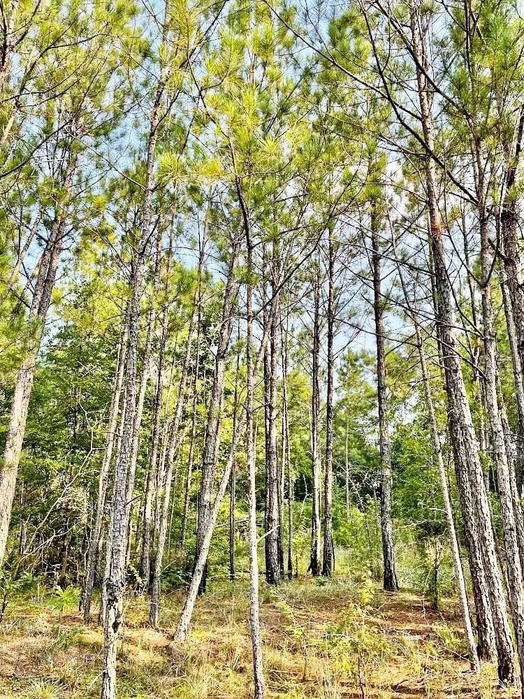4476 Fulton Mill Road - Macon, Georgia, 31216