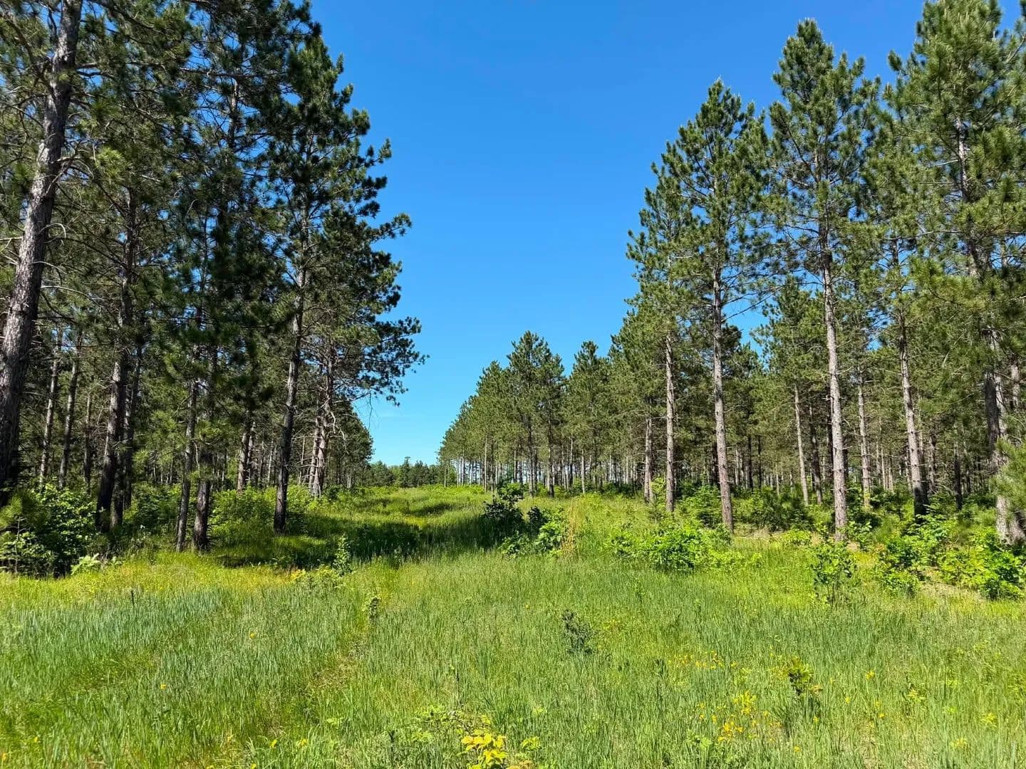 39.19 Acres of Land for Sale in Bemidji, MN - Bemidji, Minnesota, 56601