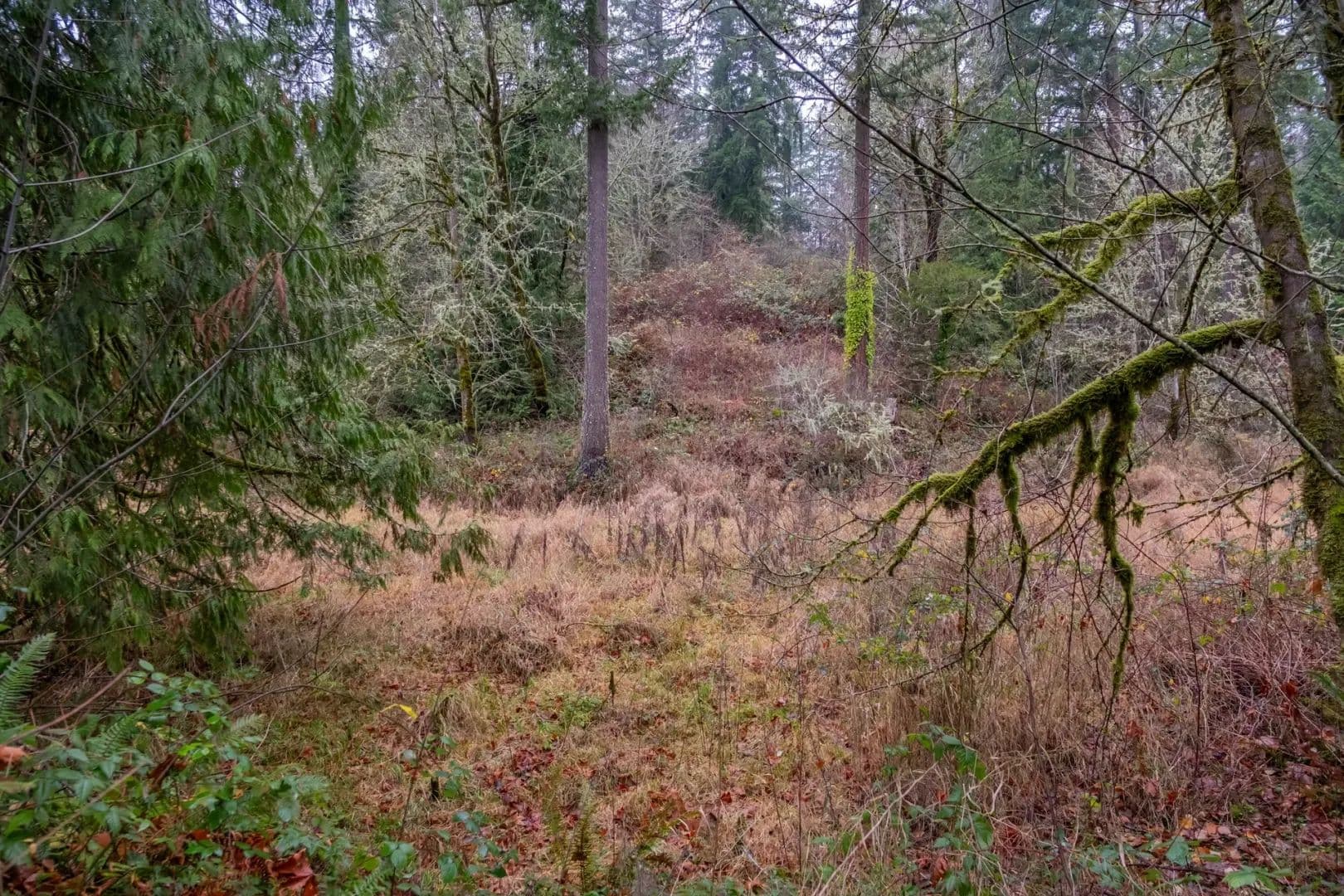 6.38 Acres of Land for Sale in Gaston, OR - Gaston, Oregon, 97119
