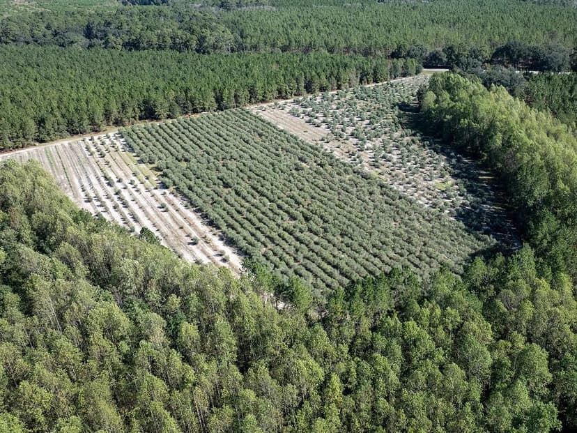 Woodpecker Trail Olive Farm