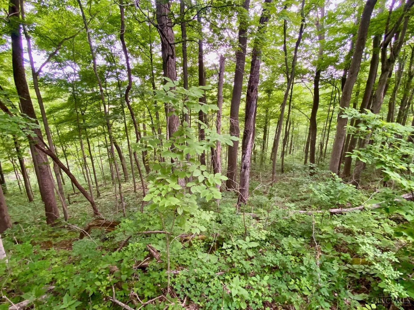 20.26 Acres of Land for Sale in Manchester, Ohio - Manchester, Ohio, 45144