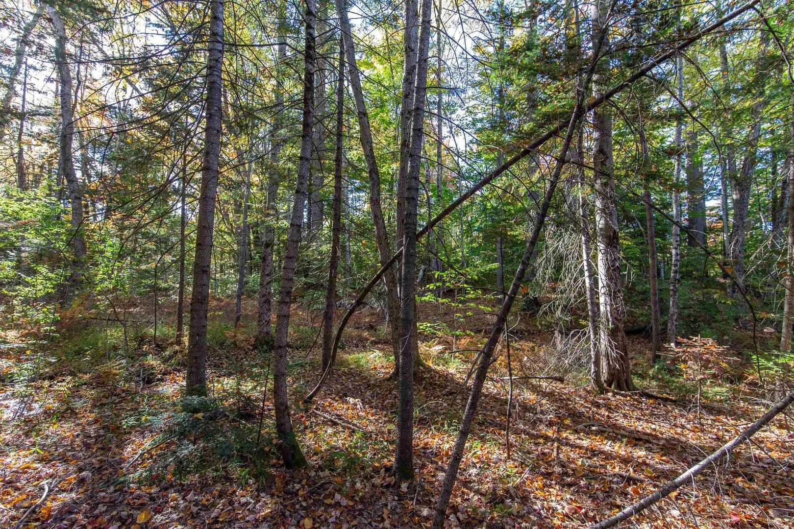 0.8 Acres of Land for Sale in Tamworth, NH - land for sale