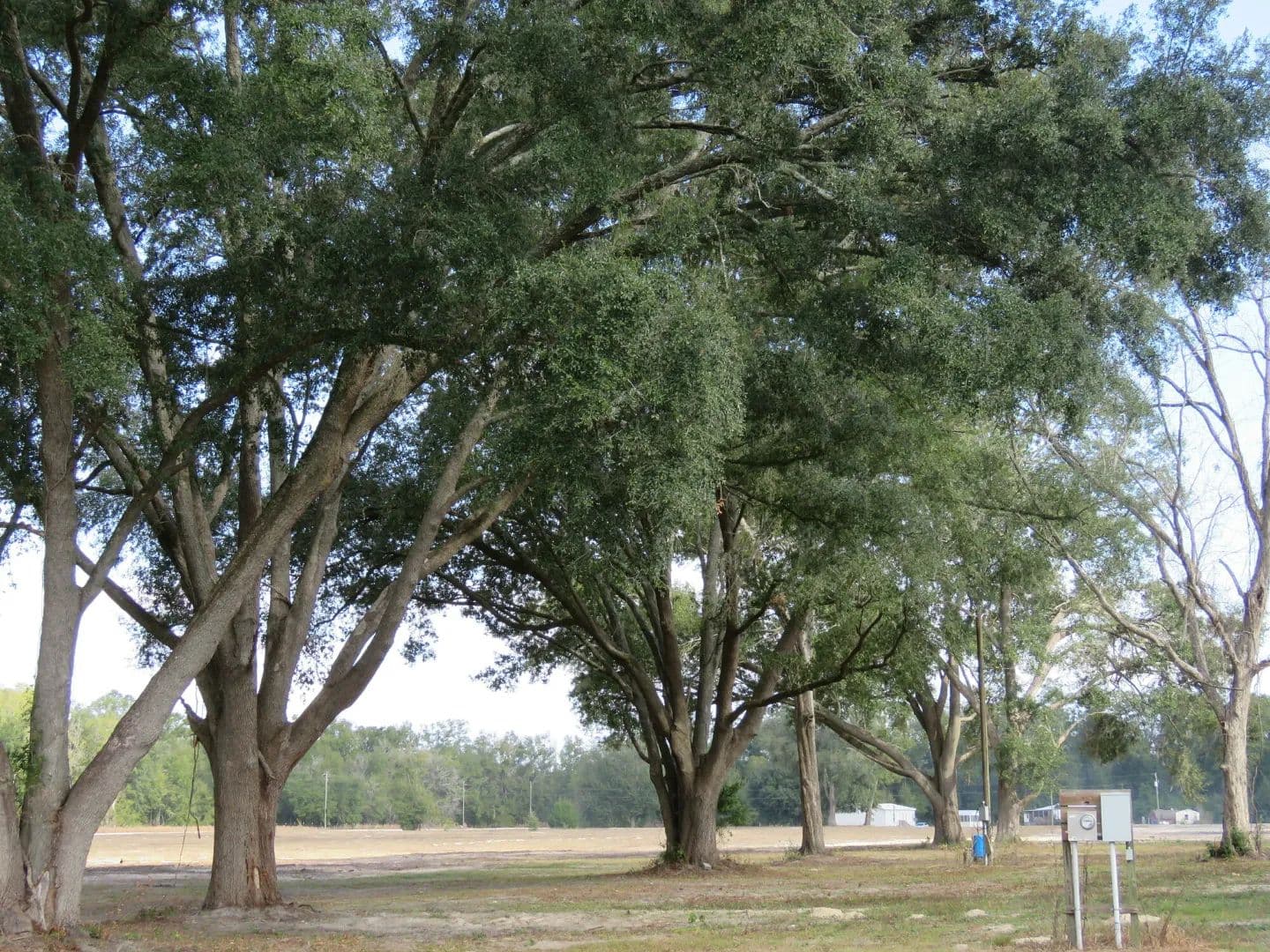 O'Brien 18 Acre Homestead - land for sale