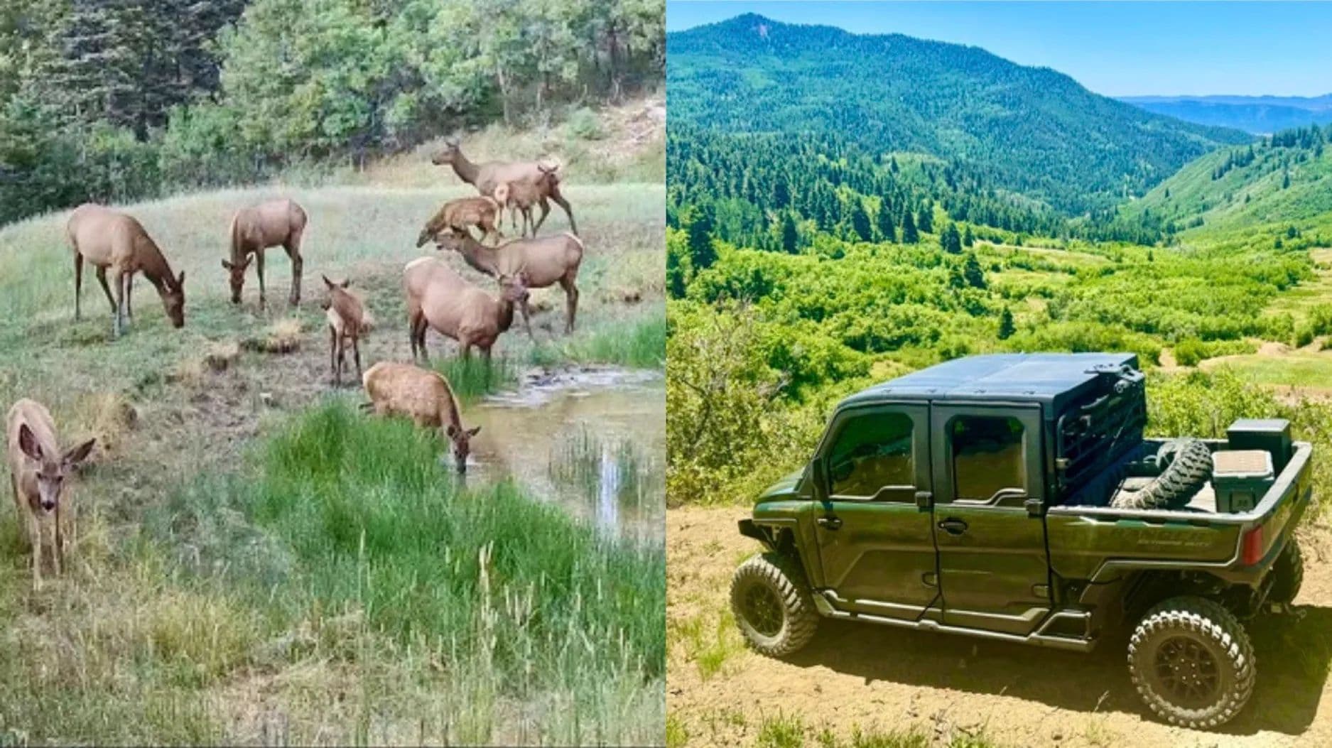 Chromo Mountain Elk, Land and Cattle Ranch - Chama, New Mexico, 87520