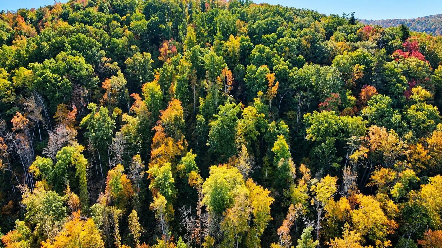 23.12 Acres of Land for Sale in Ferrum, VA - Ferrum, Virginia, 24088