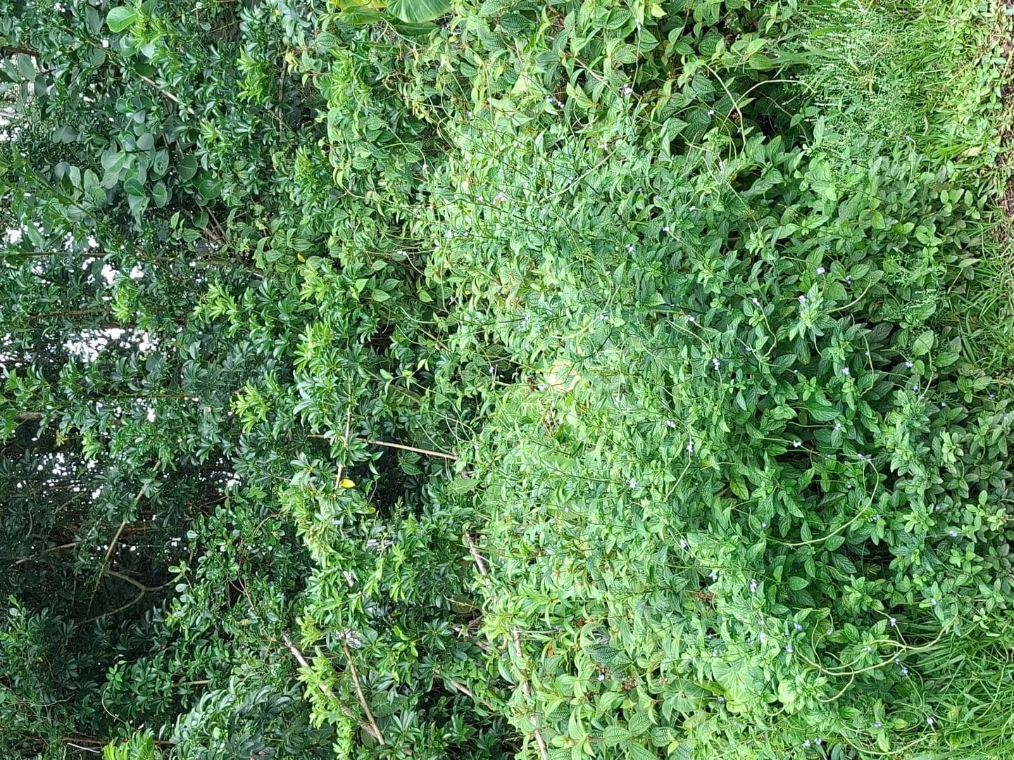 Property from 30 NOE KUAHIWI RD - KW - Volcano, Hawaii, 96785