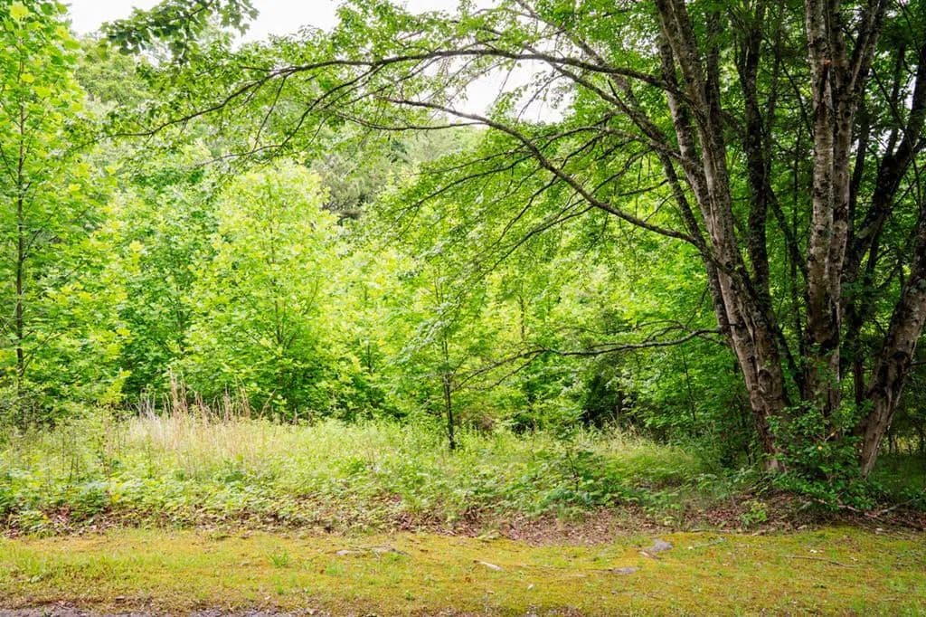 Property from Lot 29 Hidden Forest Lane - KW - Hayesville, North Carolina, 28904