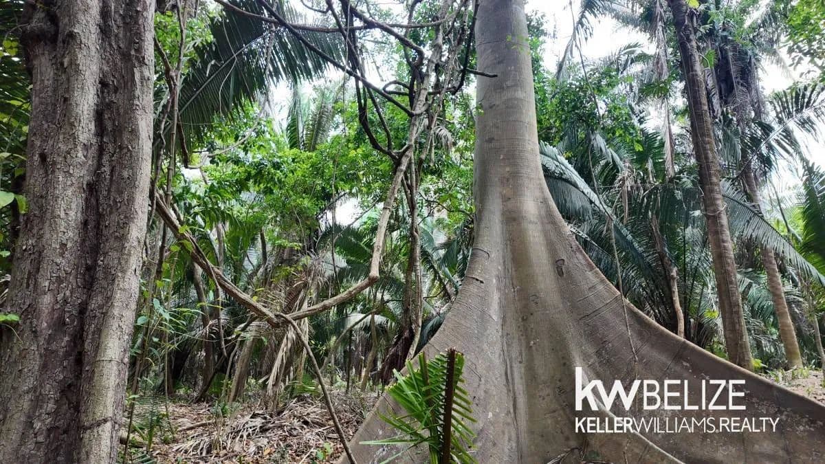 10 Acres in Southern Belize - land for sale