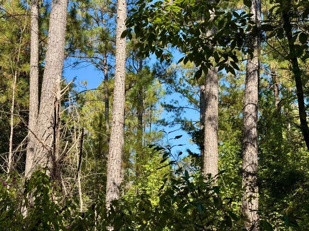 Hills Creek Furman Black Belt Hunting & Timber Tract - Furman, Alabama, 36768