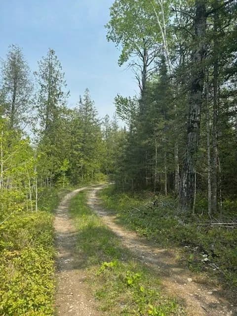 12.7 Acres of Land for Sale in Hessel, Michigan - Hessel, Michigan, 49745